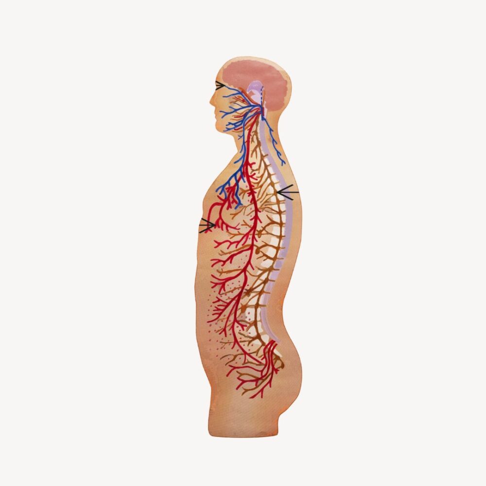 Nervus Vagus 1