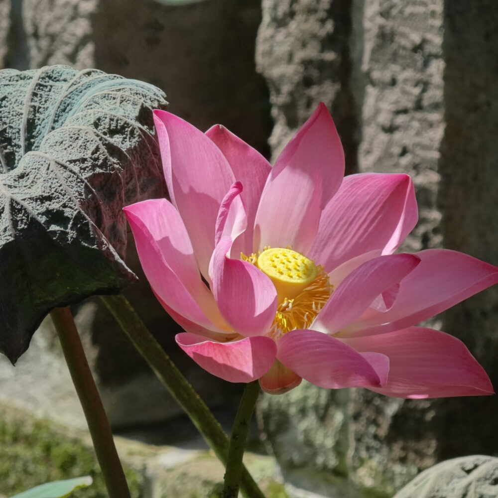 lotus en sober